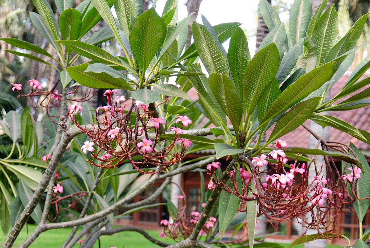 rote Blüten